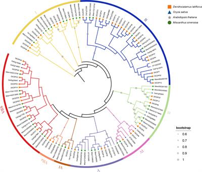 Identification and characterization of the cupin_1 domain-containing proteins in ma bamboo (Dendrocalamus latiflorus) and their potential role in rhizome sprouting